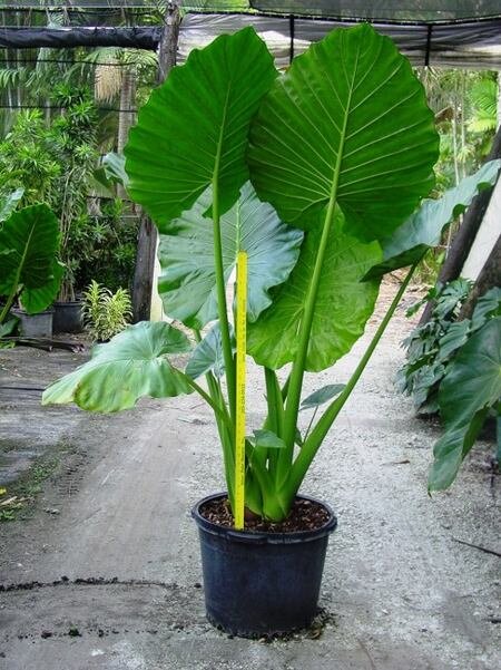 ۲۰ نام عجیبی که ایرانیها روی گلها گذاشتهاند؛ از گل قهر نکن تا گل وزغ و شیشه شور | این گل به ساعت ۴ معروف است! + عکس