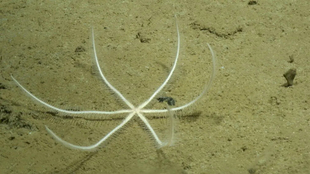 دنیای کف اقیانوس!