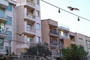 ببینید | خفاش‌ها در خانه‌های مردم تهران چه می‌کنند؟