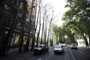 جریمه خشکاندن درختان خیابان ولیعصر چقدر است؟ | صرف جریمه دریافتی برای توسعه فضای سبز