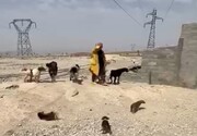 تصاویر جنجال سک کُشی در گندک دماوند؛ واقعیت ماجرا چیست؟ | محیط زیست: سگ‌ها امنیت مردم را به خطر انداخته بودند