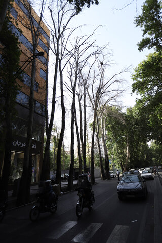 خشکاندن عمدی ۱۳ اصله درخت در خیابان ولی‌عصر