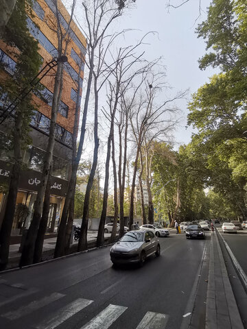 خشکاندن عمدی ۱۳ اصله درخت در خیابان ولی‌عصر