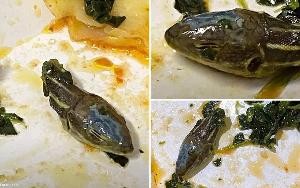 ببینید | پیدا شدن سر مار در غذای هواپیما!