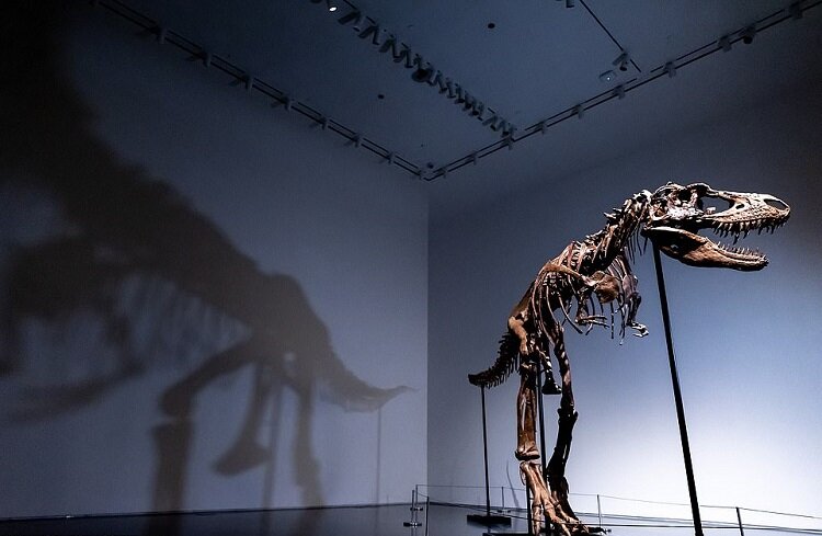 فروش اسکلت این دایناسور رکورد زد | ۱۹۵ میلیارد تومان برای استخوان‌های ۷۷ میلیون ساله