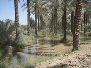 ببینید | بوشهری‌ها شکرگزار باران و سیل شدند | نخل‌های دشتستان سیراب شد