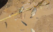 ببینید | صحنه‌ای تلخ ؛ هزاران تن ماهی قربانی سیل الیگودرز شدند