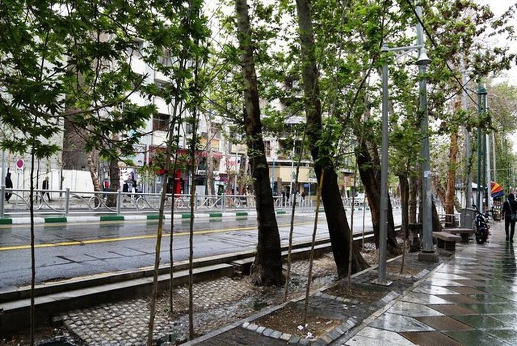 درختان تهران باید شناسنامه‌دار شوند | گونه‌های گیاهی شهر تغییر کند