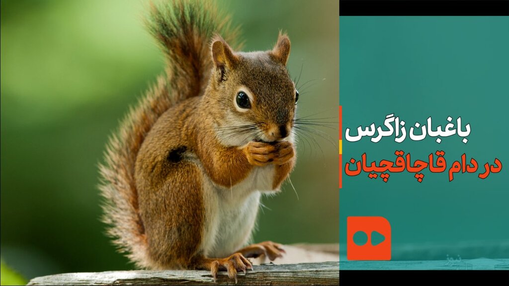 باغبان زاگرس در دام قاچاقچیان