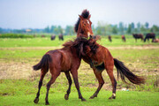 تصاویری حیرت‌انگیز | اسب‌های افسارگسیخته در مراتع آلاداغ خراسان‌ شمالی