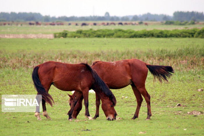 تصاویری حیرتانگیز | اسبهای افسارگسیخته در مراتع آلاداغ خراسان شمالی