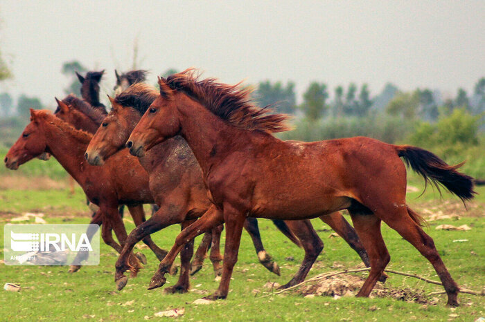 تصاویری حیرت‌انگیز | اسب‌های افسارگسیخته در مراتع آلاداغ خراسان‌ شمالی