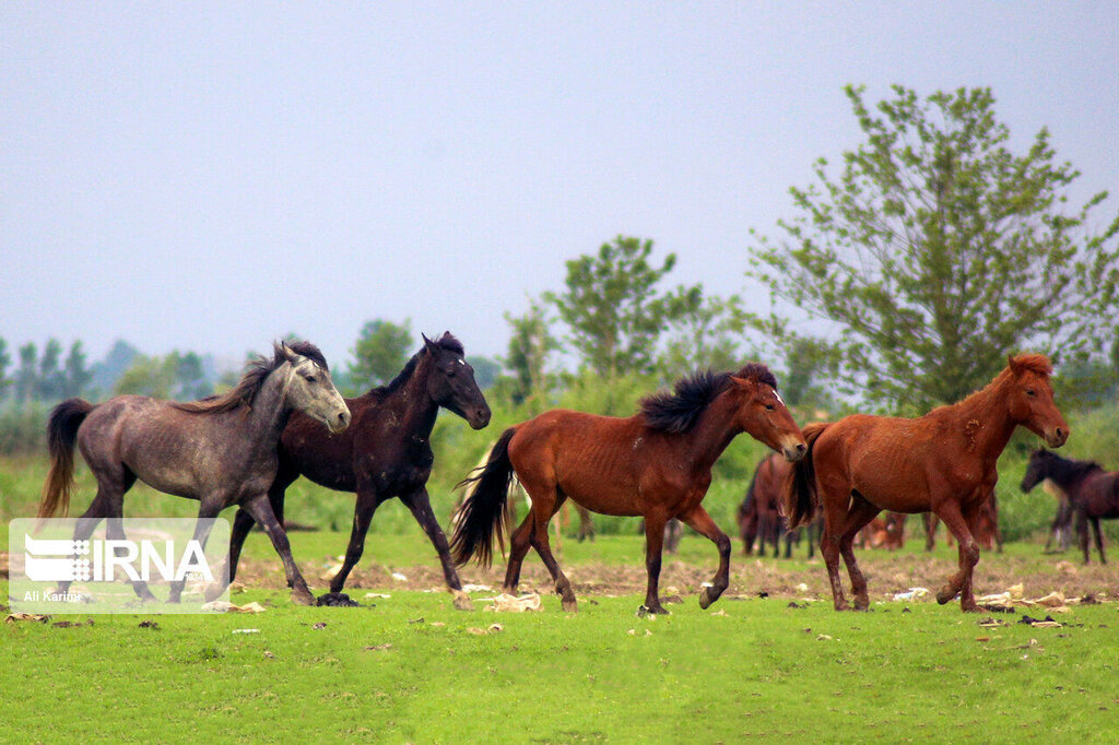 تصاویری حیرتانگیز | اسبهای افسارگسیخته در مراتع آلاداغ خراسان شمالی