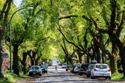 قوانینی برای زنده نگه داشتن درختان شهری | مجازات آسیب‌زنندگان به درختان در سایر کشورها چیست؟