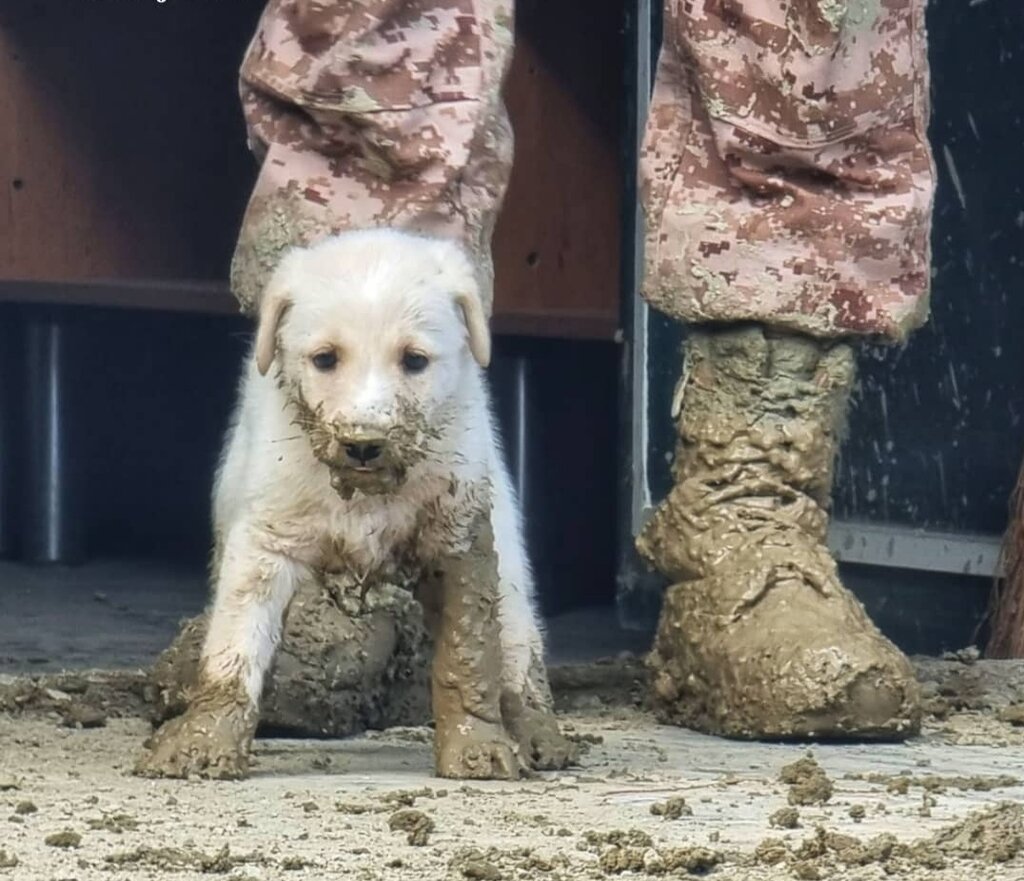 چرا بالگرد رئیس جمهور در باغ گردو فرود آمد؟ | بگویید همین جا فرود بیایند ... | عکس های این فرد ضد شایعه است