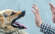 ضرر میلیون یورویی که سگ‌های صاحب‌دار به ایران وارد می‌کنند ؛ هزینه هولناک درمان حیوان‌گزیدگی