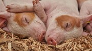 محو شدن مرز مرگ و زندگی | دانشمندان سلول‌ها و اندام‌های خوک‌های مرده را دوباره زنده می‌کنند