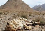 کشته شدن یک یوزپلنگ در تصادف جاده‌ای | خودروهای عبوری یوز ایرانی را کشتند