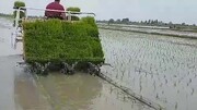 ببینید | کاشت مکانیزه برنج در مزارع چین | تا دو بار در سال برداشت می‌کنند!