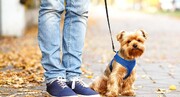 رواج سگ‌های خانگی کار سرویس‌های اطلاعاتی است | برخورد سلبی با کسانی که سگ دارند