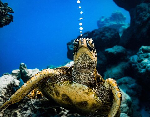 ببینید | لاک‌پشتی که با خروپف کردنش معروف شد | تصویری دیده نشده از خوابیدن یک لاک‌پشت در کف اقیانوس آرام