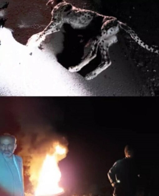 عکس | جزئیات تلف شدن یک یوزپلنگ در تصادف | یوزپلنگ کشتهشده توله بود