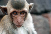 ببینید | تلاش میمون وحشی برای دزدیدن یک کودک | واکنش پدر و مادر کودک