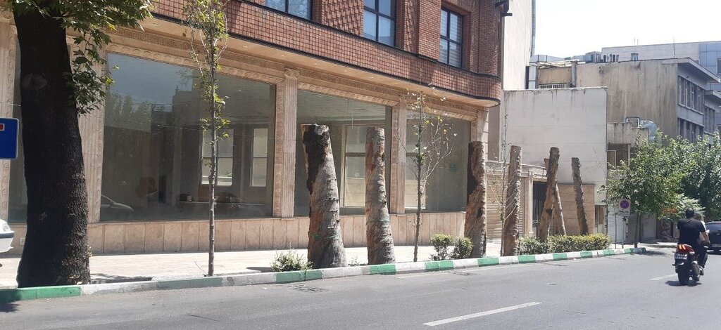 ماجرای درختان خشک شده خیابان کاج از زبان مسئول شهری | احتمال صدور جریمه ۳ میلیارد تومانی
