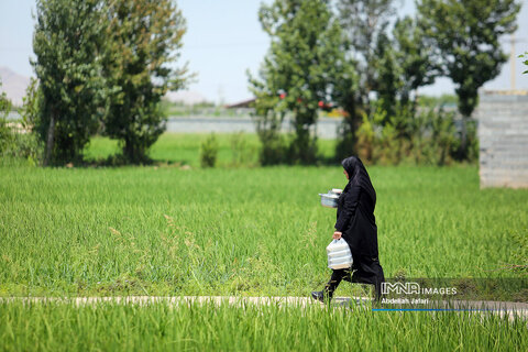 آیین ۳۰۰ ساله پخت غذای نذری در روستای اراضی