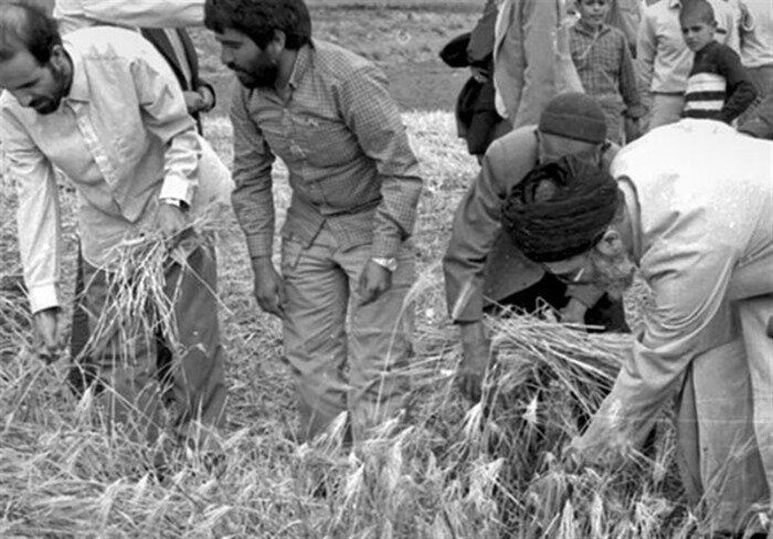 تصاویر کمتر دیده شده از رهبر انقلاب هنگام مشارکت در دروی گندم