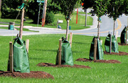 ببینید | ابتکار شهر اتریشی برای نجات درختان از گرما | اینجا درختان شهروند درجه یک هستند