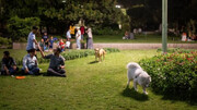 مردم خواستار برخورد با سگ‌گردانی در پارک‌ها هستند | مزاحمت سگ همسایه را گزارش دهید
