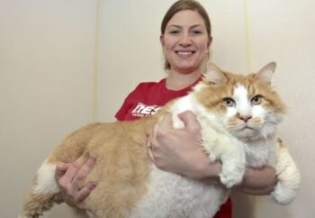 تصاویر عجیبترین گربههای جهان | از گربه فرازمینی تا الهه دو سر گربهها