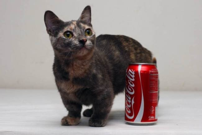 تصاویر عجیبترین گربههای جهان | از گربه فرازمینی تا الهه دو سر گربهها