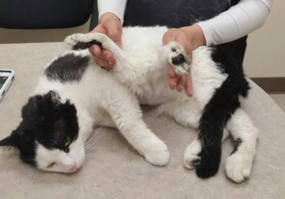 تصاویر عجیبترین گربههای جهان | از گربه فرازمینی تا الهه دو سر گربهها