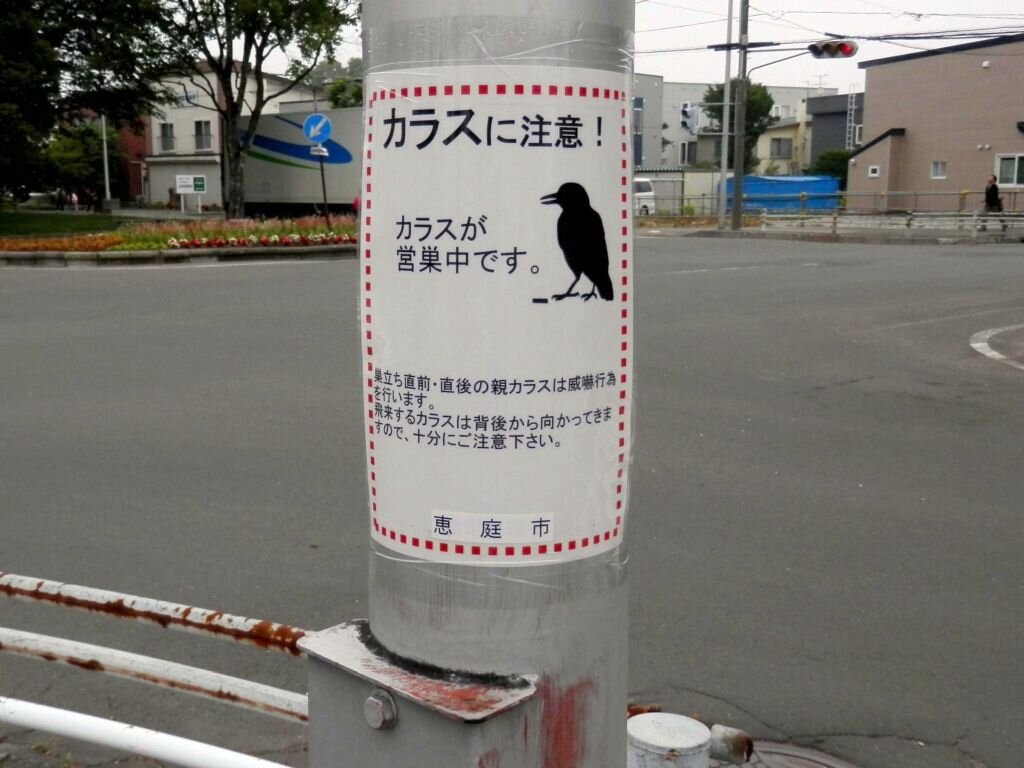 حمله ۱۵۰ هزار کلاغ به شهرهای ژاپن | پرندگانی که غذای دانش‌آموزان را می‌دزدیدند| علت افزایش این پرنده چه بود؟