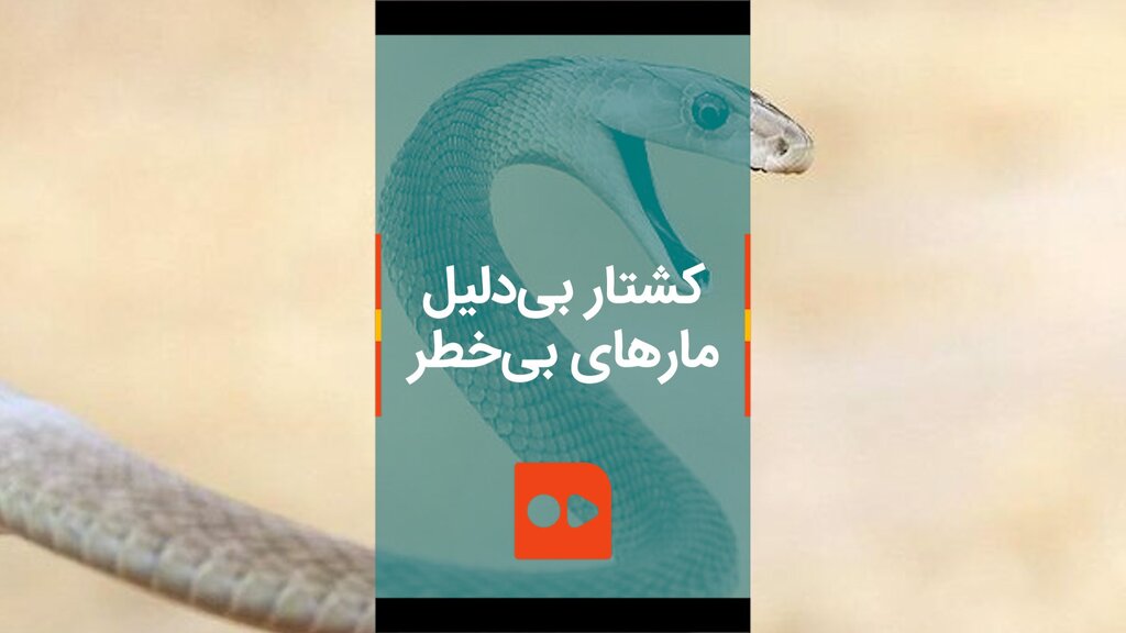 کشتار بی‌دلیل مارهای بی‌خطر