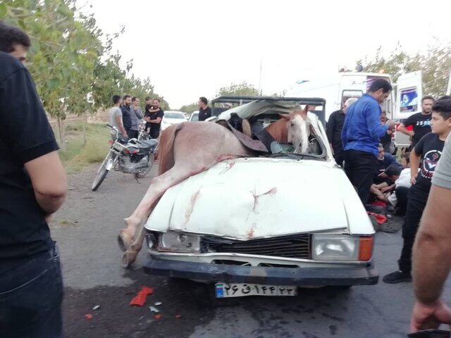 تصادف اسب با پیکان؛ حیوان مرد، شش نفر زخمی شدند