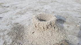 تصاویر شگفت انگیز پدیده لانه‌سازی عجیب مورچگان در دریاچه بختگان | واکنش یک مسئول: ساختار قلعه‌ای لانه منحصربفرد است