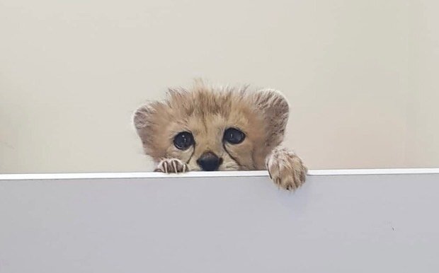 گفتوگوی جنجالی با تیمارگر پیروز؛ علیرضا شهرداری سکوت دو سالهاش را در روز ملی یوز آسیایی شکست