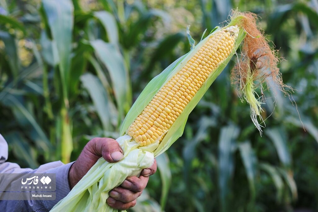 طرز تهیه بلال کبابی با ۴ سس متفاوت