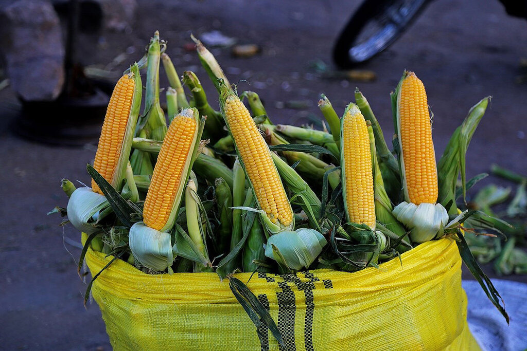 روش درست نگهداری بلال در خانه | نحوه نگهداری طولانی مدت از بلال که نمیدانستید