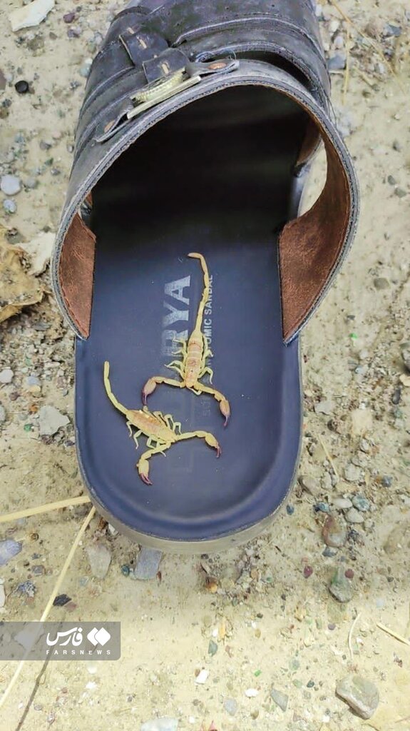 تصاویر وحشتناک هجوم عقربهای سمی به هرمزگان | عقربها در حمام و رختخواب مردم! | ۵ فوتی عقرب زدگی در یک روستا؛ مردم امنیت ندارند