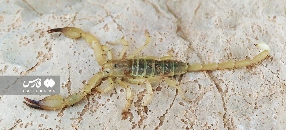 تصاویر وحشتناک هجوم عقربهای سمی به هرمزگان | عقربها در حمام و رختخواب مردم! | ۵ فوتی عقرب زدگی در یک روستا؛ مردم امنیت ندارند