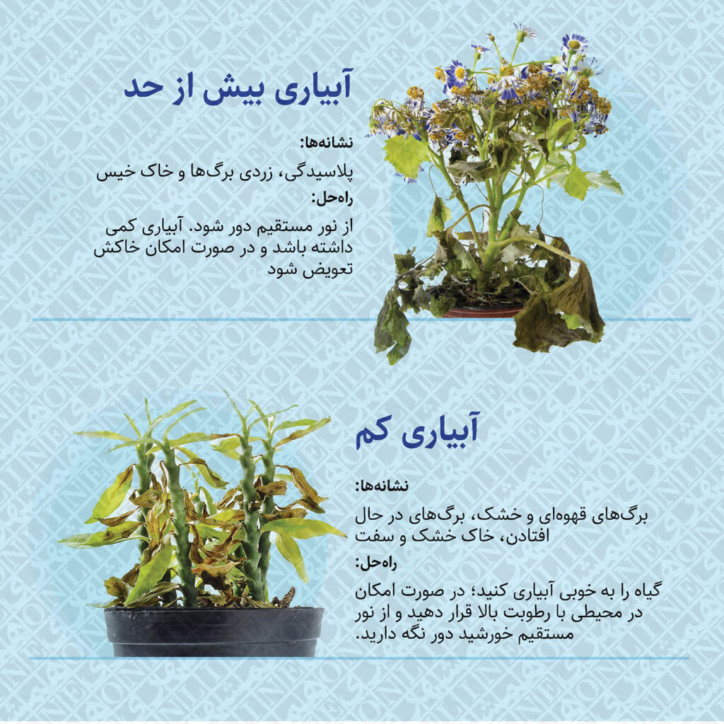 نشانههای کمآبی و آبیاری بیش از حد در گیاهان آپارتمانی | روش درمان گیاهان آپارتمانی