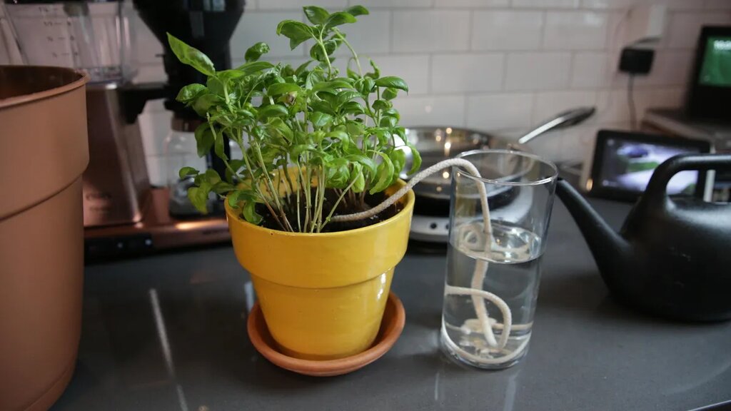 اینفوگرافیک | ۴ روش خلاقانه برای آبیاری گیاهان آپارتمانی در طول مسافرت