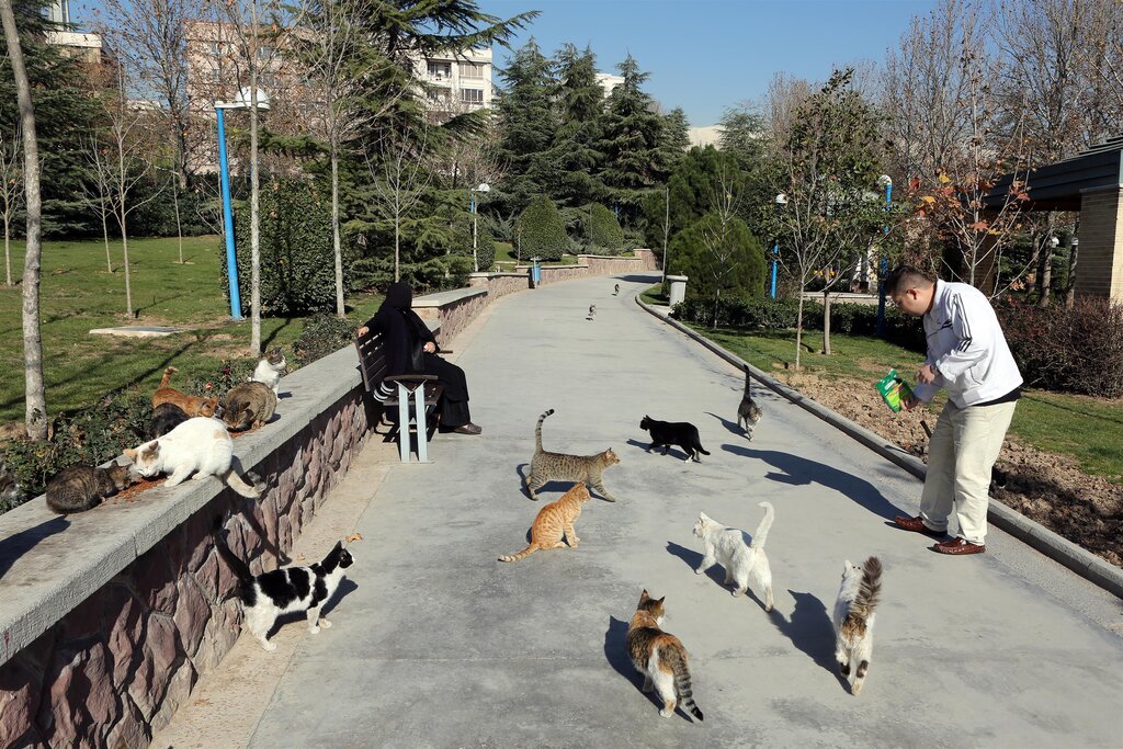 بوستان گربههای پایتخت کجاست؟ + تصاویر