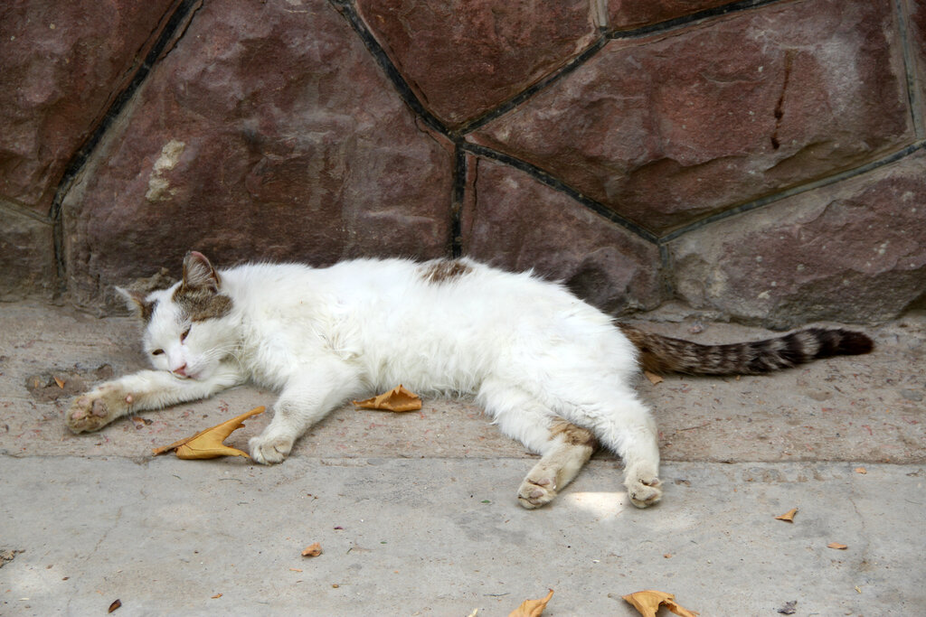 بوستان گربههای پایتخت کجاست؟ + تصاویر