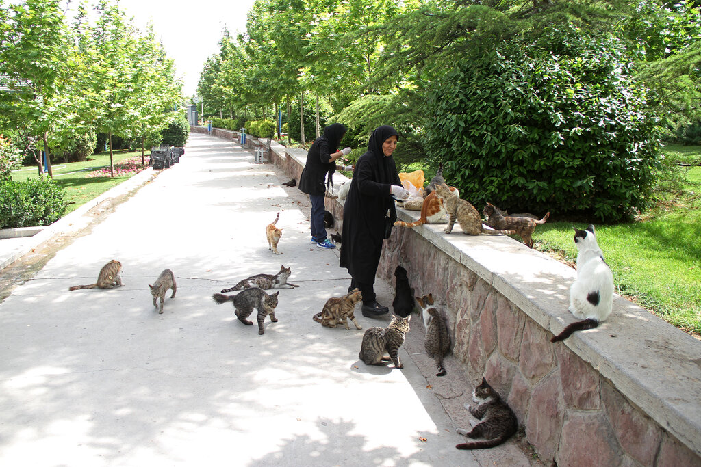 بوستان گربه‌های پایتخت کجاست؟ + تصاویر
