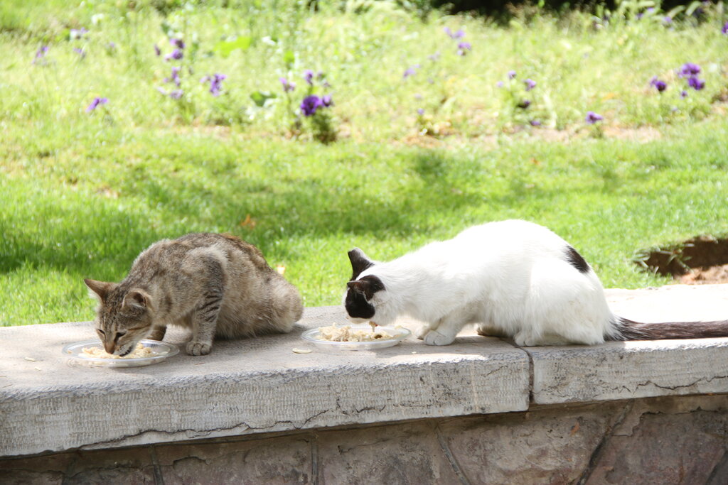 بوستان گربههای پایتخت کجاست؟ + تصاویر